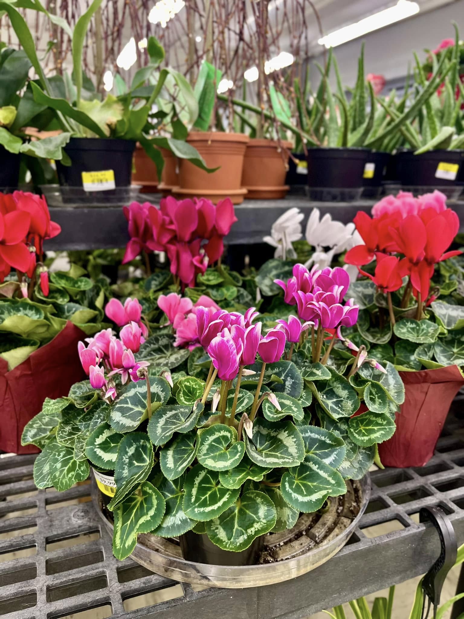 Madison Garden Center and Flower Shop