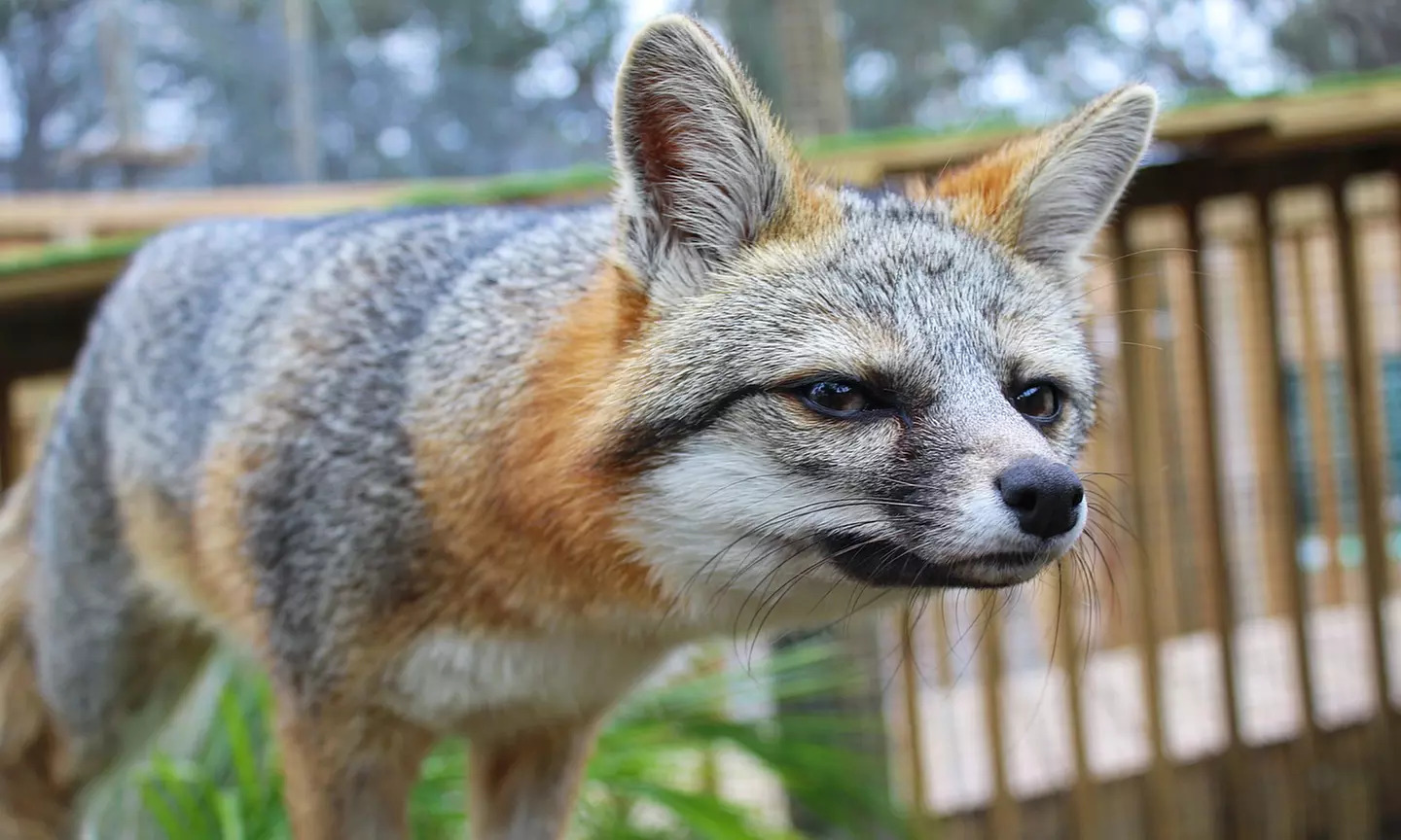 North Florida Wildlife Center