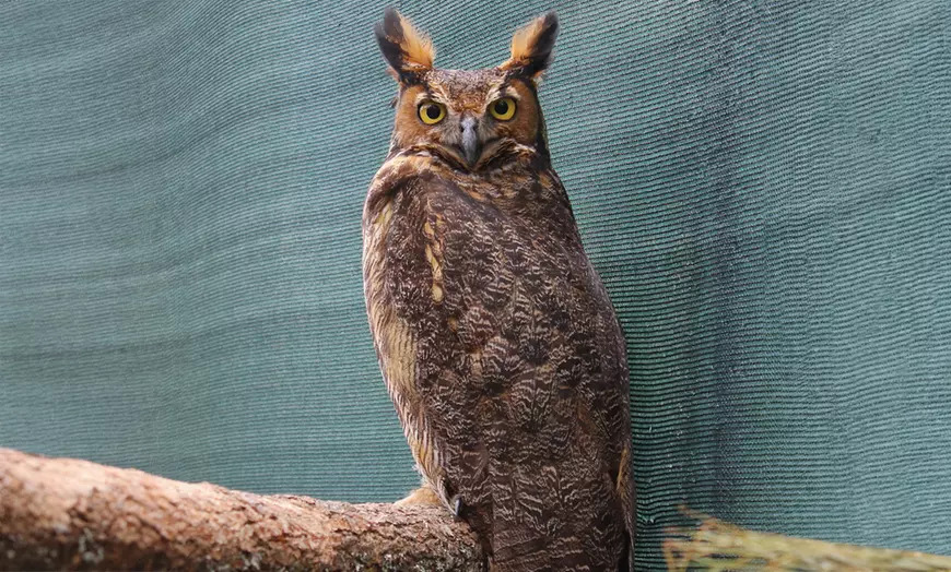 North Florida Wildlife Center