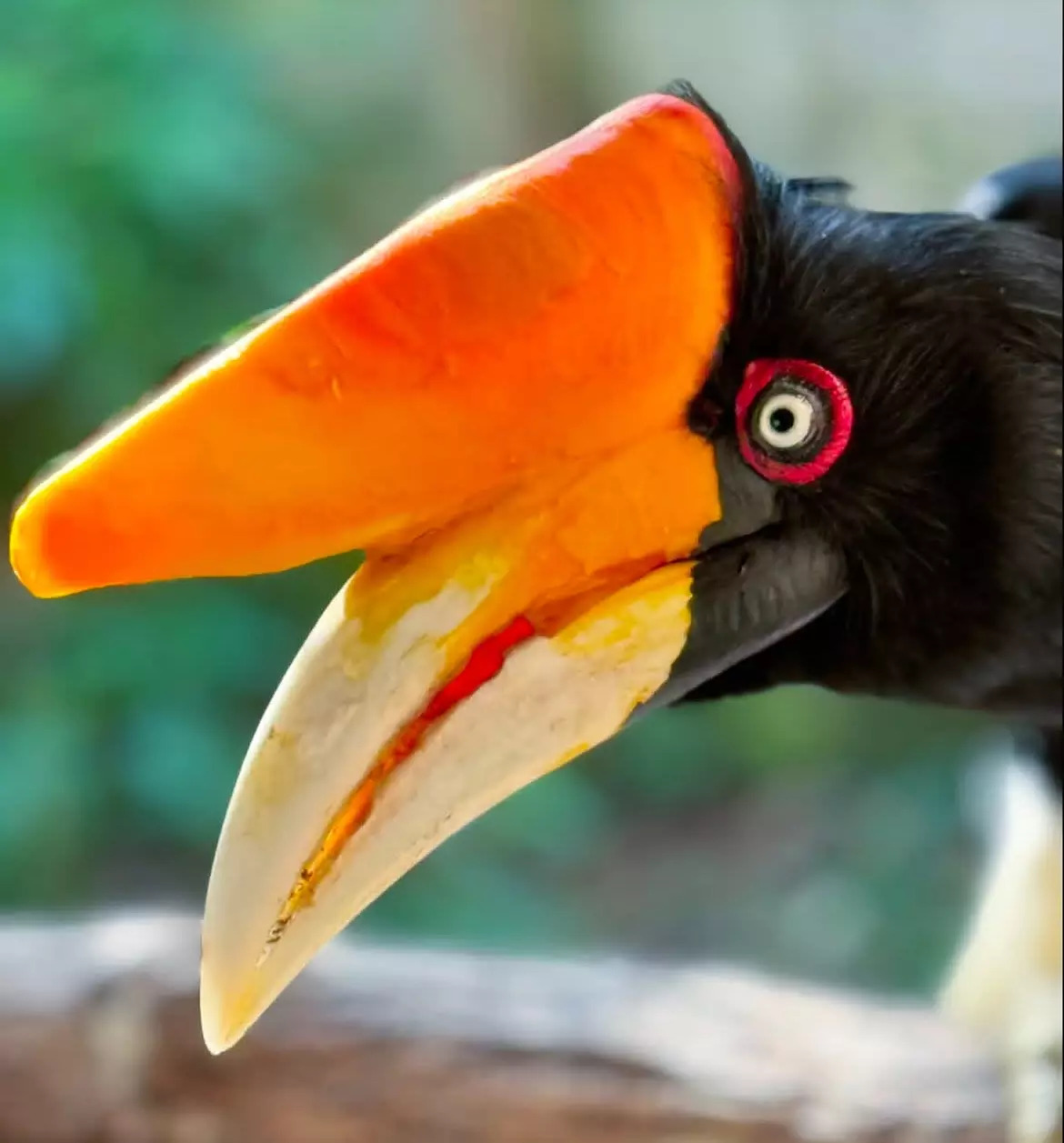 North Florida Wildlife Center