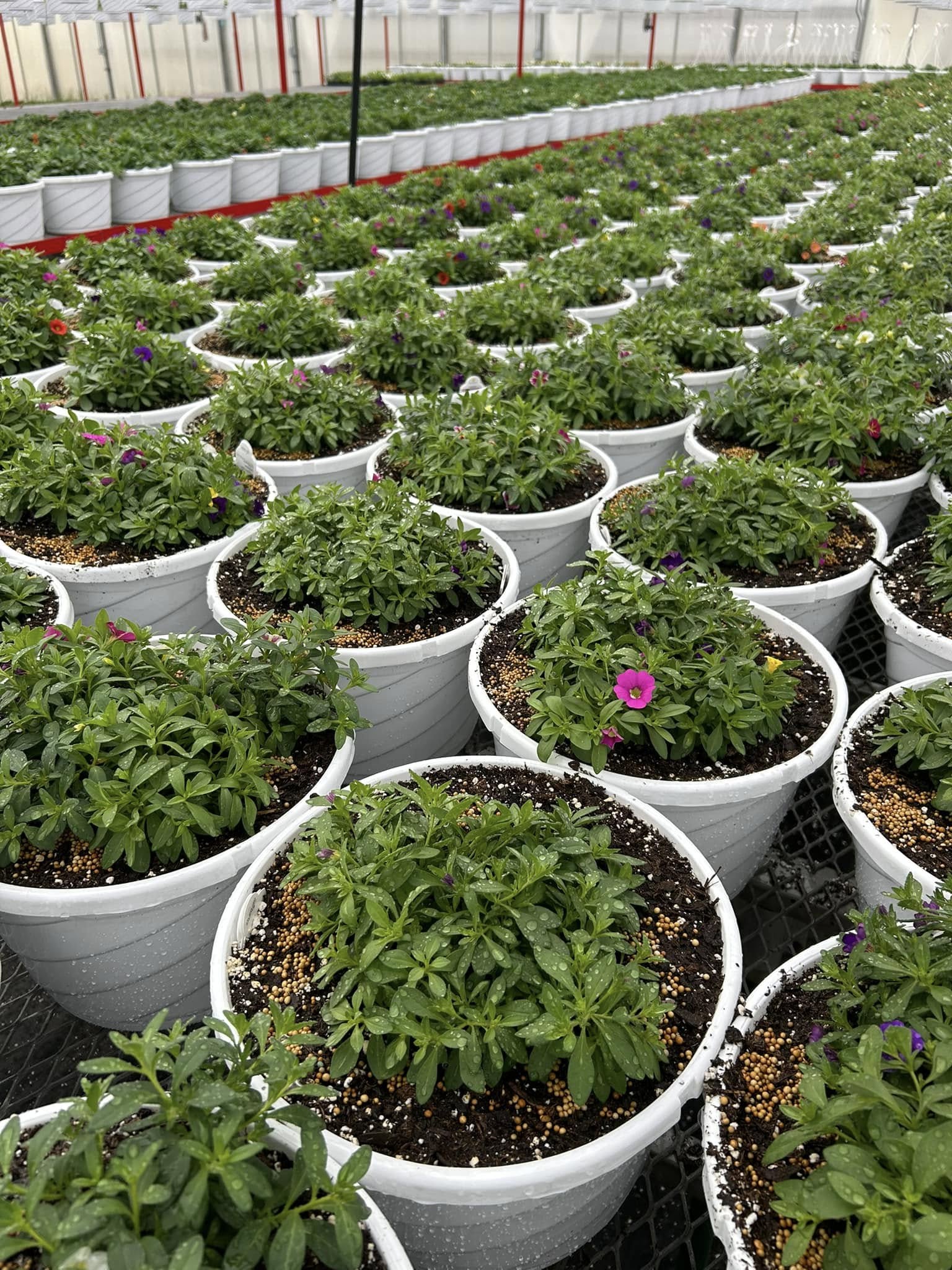 Tom Strain & Sons and Daughter Too