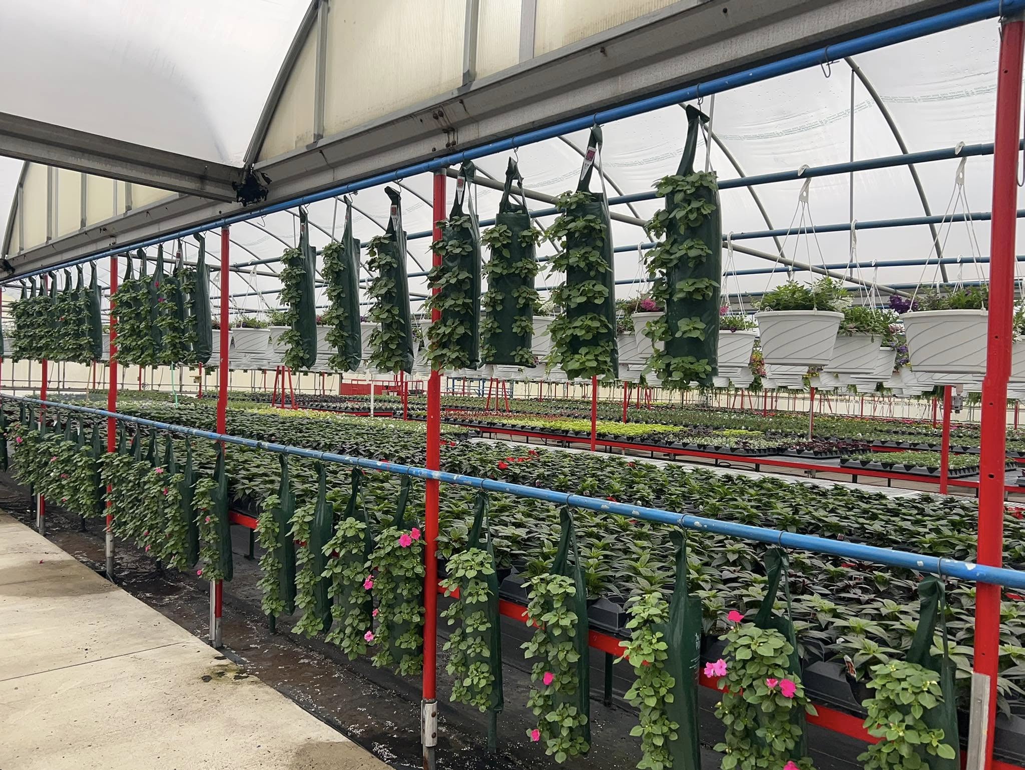 Tom Strain & Sons and Daughter Too