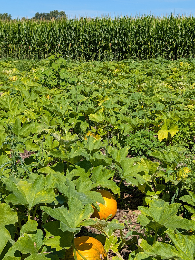 Valley Fruits & Veggies